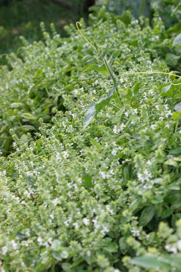 Tourist Farm With Apartments Fig Tree Dekani المظهر الخارجي الصورة