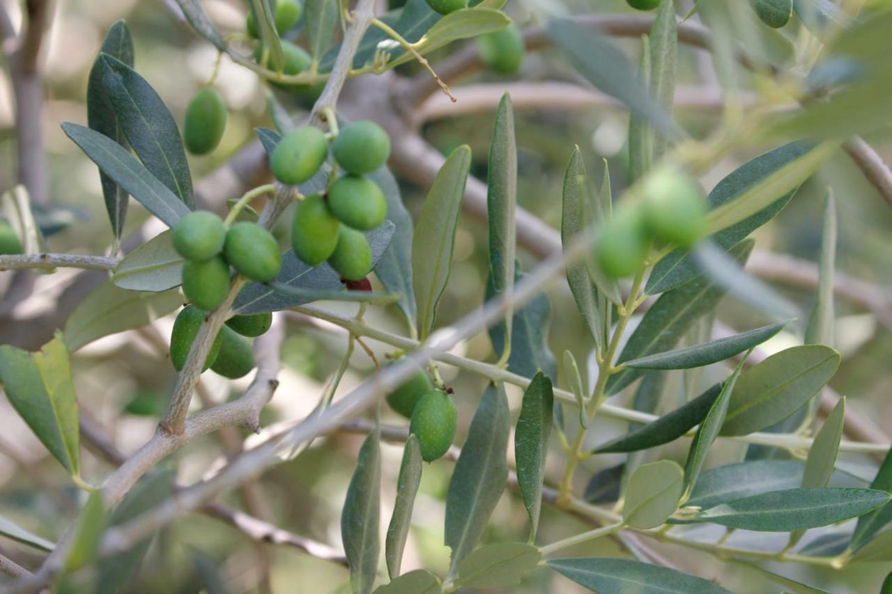 Tourist Farm With Apartments Fig Tree Dekani المظهر الخارجي الصورة
